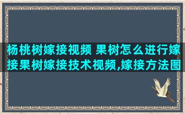 杨桃树嫁接视频 果树怎么进行嫁接果树嫁接技术视频,嫁接方法图解